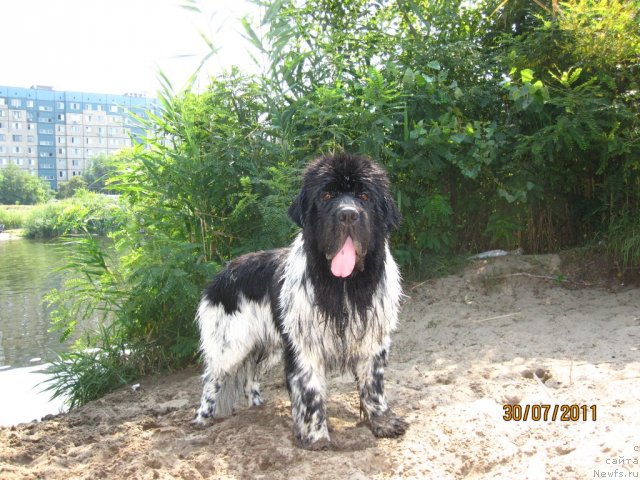 Фото: ньюфаундленд Plyushevaya Panda Stil'-Sankt-Peterburga (Плюшевая Панда Стиль-Санкт-Петербурга)