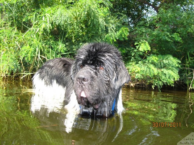 Фото: ньюфаундленд Plyushevaya Panda Stil'-Sankt-Peterburga (Плюшевая Панда Стиль-Санкт-Петербурга)