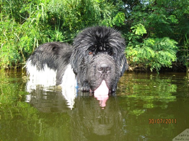 Фото: ньюфаундленд Plyushevaya Panda Stil'-Sankt-Peterburga (Плюшевая Панда Стиль-Санкт-Петербурга)
