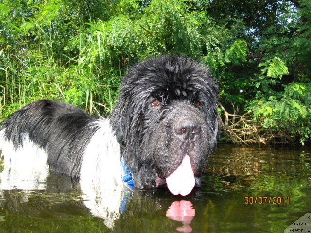 Фото: ньюфаундленд Plyushevaya Panda Stil'-Sankt-Peterburga (Плюшевая Панда Стиль-Санкт-Петербурга)