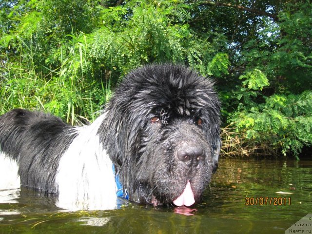 Фото: ньюфаундленд Plyushevaya Panda Stil'-Sankt-Peterburga (Плюшевая Панда Стиль-Санкт-Петербурга)