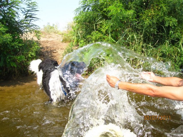 Фото: ньюфаундленд Plyushevaya Panda Stil'-Sankt-Peterburga (Плюшевая Панда Стиль-Санкт-Петербурга)