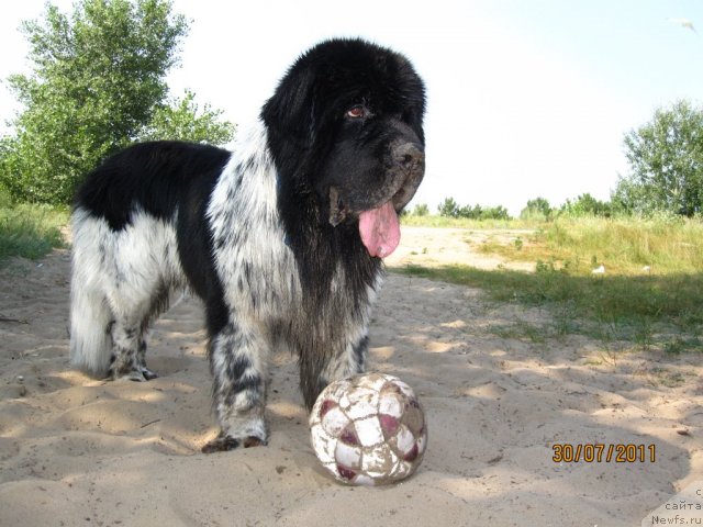 Фото: ньюфаундленд Plyushevaya Panda Stil'-Sankt-Peterburga (Плюшевая Панда Стиль-Санкт-Петербурга)