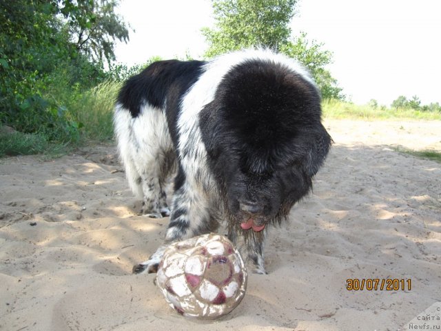 Фото: ньюфаундленд Plyushevaya Panda Stil'-Sankt-Peterburga (Плюшевая Панда Стиль-Санкт-Петербурга)