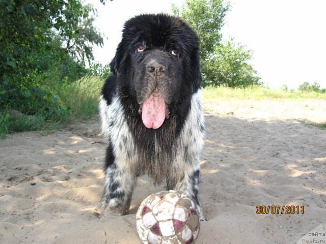 Фото: ньюфаундленд Plyushevaya Panda Stil'-Sankt-Peterburga (Плюшевая Панда Стиль-Санкт-Петербурга)