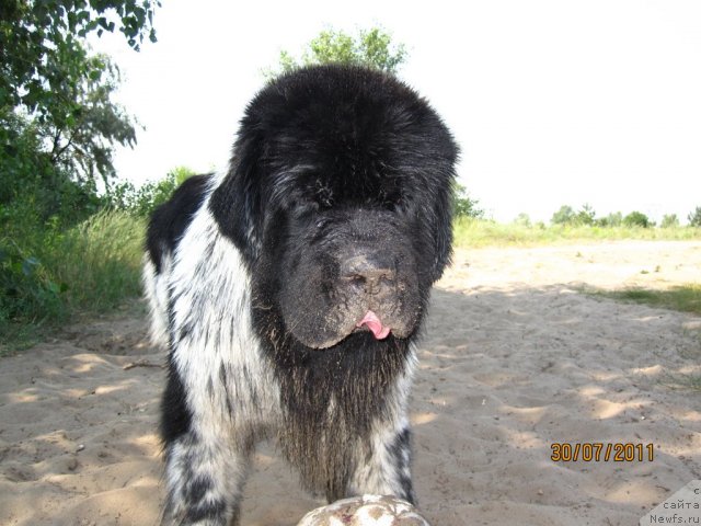Фото: ньюфаундленд Plyushevaya Panda Stil'-Sankt-Peterburga (Плюшевая Панда Стиль-Санкт-Петербурга)