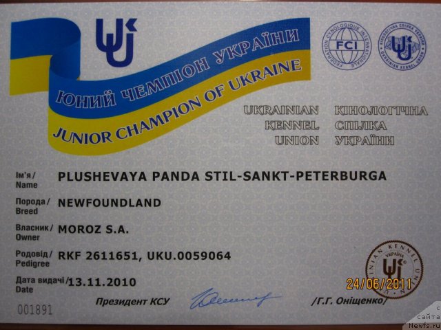Фото: ньюфаундленд Plyushevaya Panda Stil'-Sankt-Peterburga (Плюшевая Панда Стиль-Санкт-Петербурга)