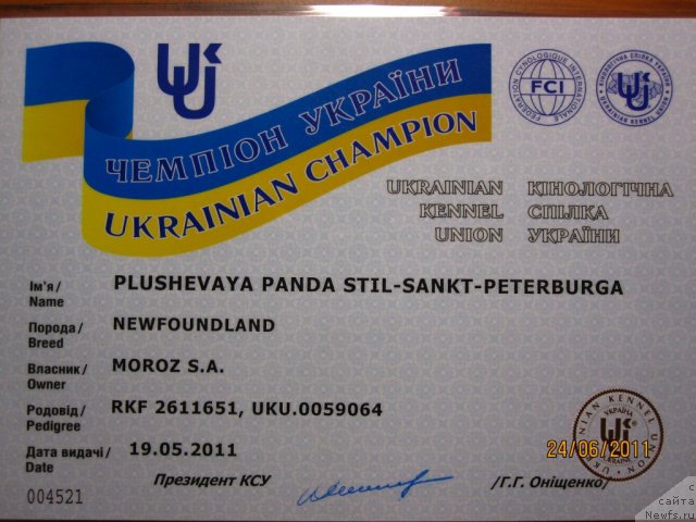 Фото: ньюфаундленд Plyushevaya Panda Stil'-Sankt-Peterburga (Плюшевая Панда Стиль-Санкт-Петербурга)