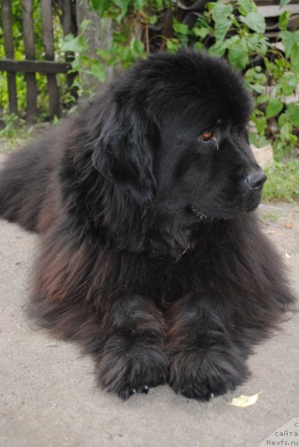 Фото: ньюфаундленд Kiss Happy iz Medvejyego Yara (Кисс Хэппи из Медвежьего Яра)