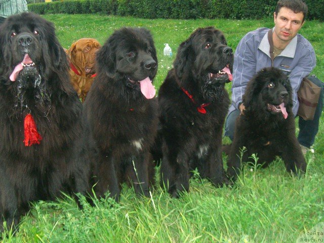 Фото: ньюфаундленд King of Helluland Dizzy Beauty, ньюфаундленд Fiamettahauz Nusakan (Фиаметтахауз Нусакан), Арх Бьюти Одри Вольная Птица и малышка Лилу из царства медведей