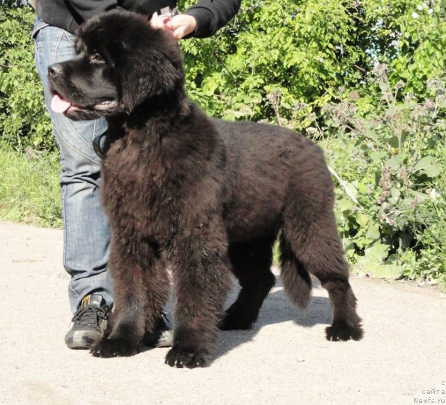 Фото: ньюфаундленд Beguschaya po Volnam Dancing Queen (Бегущая по Волнам Дансинг Квин)