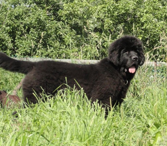 Фото: ньюфаундленд Beguschaya po Volnam Dancing Queen (Бегущая по Волнам Дансинг Квин)