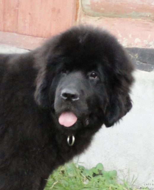 Фото: ньюфаундленд Beguschaya po Volnam Dancing Queen (Бегущая по Волнам Дансинг Квин)