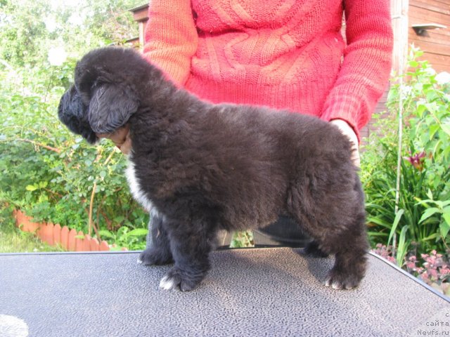 Фото: ньюфаундленд Starbimovlav Alvays (Старбимовлав Алвайс)