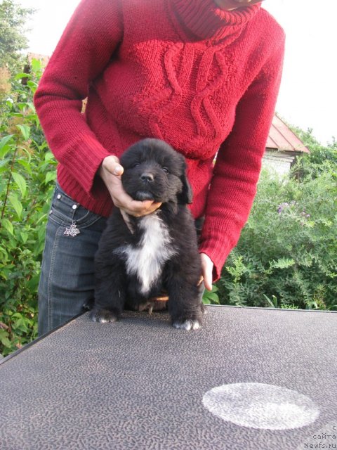 Фото: ньюфаундленд Starbimovlav Alvays (Старбимовлав Алвайс)