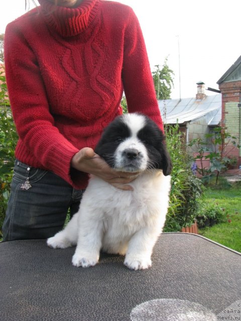 Фото: ньюфаундленд Starbimovlav Ariadna (Старбимовлав Ариадна)