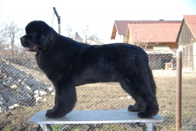 Фото: ньюфаундленд All Shadow of Tender Ebony