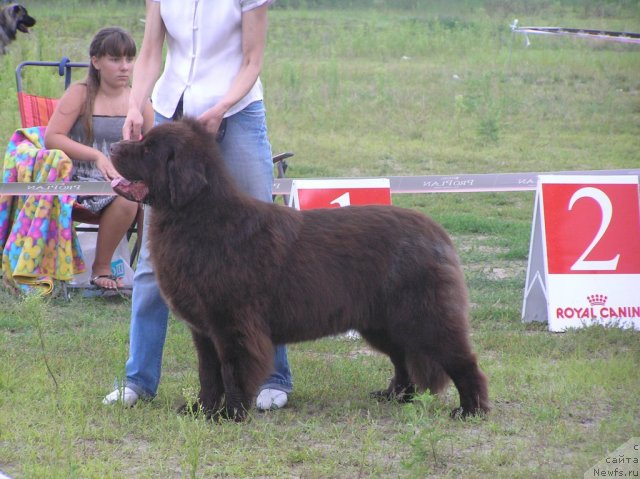Фото: ньюфаундленд Oktjabrina s Berega Dona (Октябрина с Берега Дона)