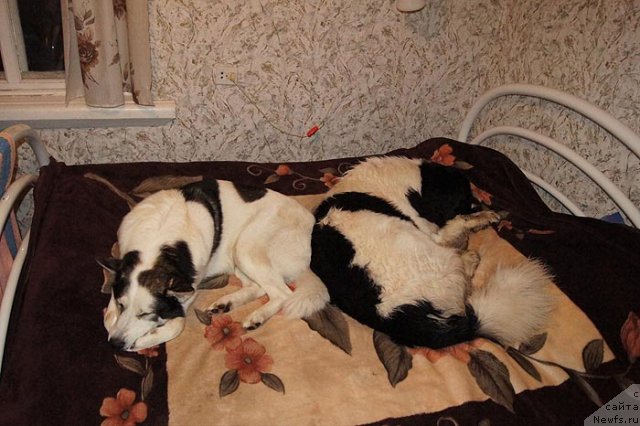 Фотография № 74402