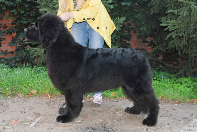 Фотография № 74409