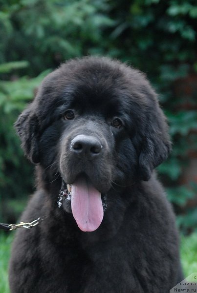 Фотография № 74411