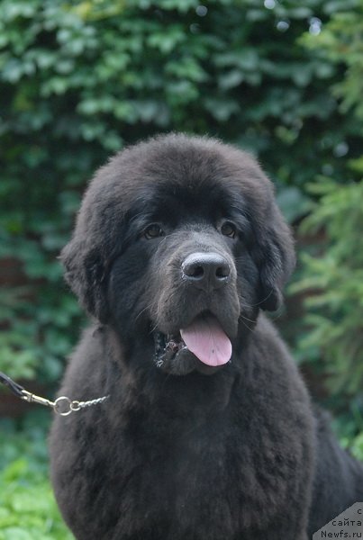 Фотография № 74414