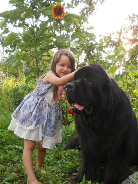 Фото: ньюфаундленд Aquatoriya Kelvin Kilimandzharo (Акватория Келвин Килиманджаро)