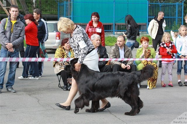 Фото: ньюфаундленд Sent Djons Tender Kiss of Elly (Сент Джонс Тендер Кисс оф Элли)
