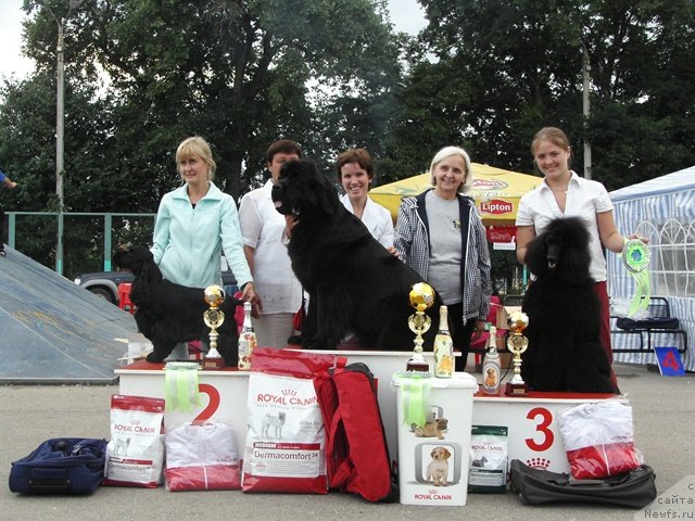 Фото: ньюфаундленд Aquatoriya Kelvin Lambordghini (Акватория Келвин Ламборджини)