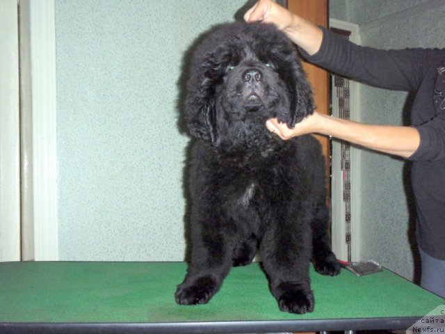 Фото: ньюфаундленд S'Nezhnaya Vjuga Amaretto di Soronno (С'Нежная Вьюга Амаретто Ди Соронно)