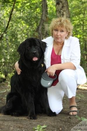 Фото: ньюфаундленд Bonni Flayt (Бонни Флайт), Elena SHigal' (Елена Шигаль)