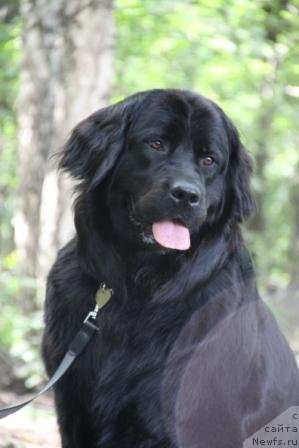 Фото: ньюфаундленд Bonni Flayt (Бонни Флайт)