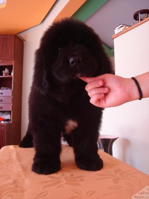 Фото: ньюфаундленд Break My Heart Tender Ebony