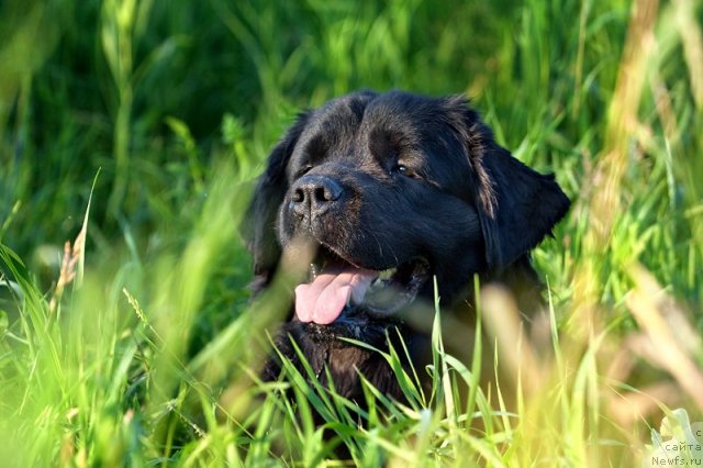 Фото: ньюфаундленд Zvezda Udachi ot Marleon Dusvik (Звезда Удачи от Марлеон Дусвик)
