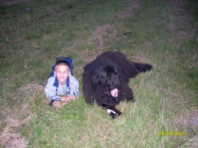 Фото: Сын Лёша, ньюф, знакомых, по имени Гриша