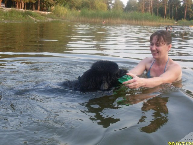 Фото: ньюфаундленд Laskovyiy Mishka (Ласковый Мишка), Elena Grishkovec (Елена Гришковец)