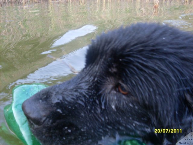 Фото: ньюфаундленд Laskovyiy Mishka (Ласковый Мишка)