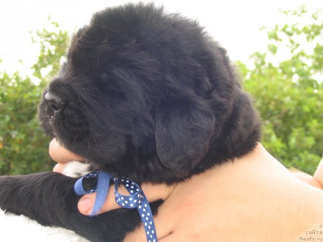 Фото: Щенки п-ка 