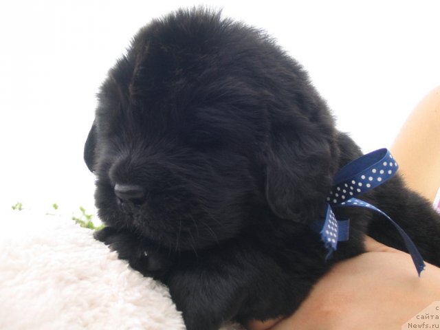 Фото: Щенки п-ка 