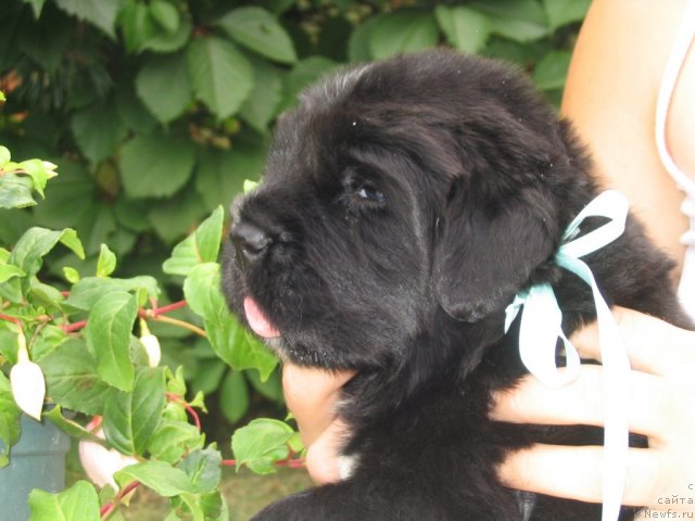 Фото: Щенки п-ка 