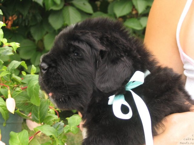 Фото: Щенки п-ка 