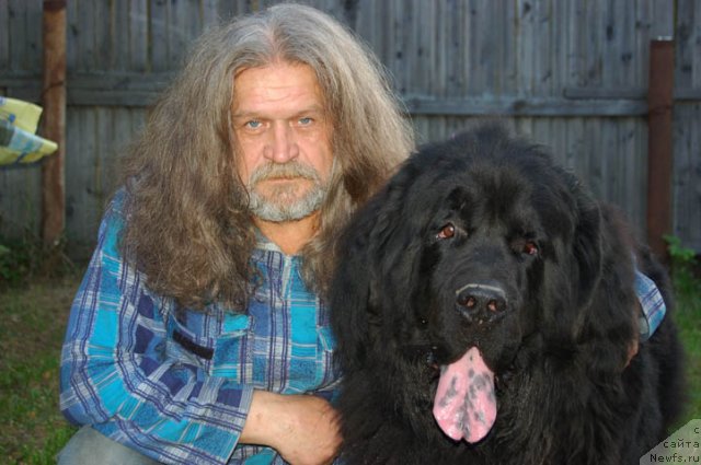 Фото: ньюфаундленд Sent Djons Orfey (Сент Джонс Орфей), Sergey Samarov (Сергей Самаров)