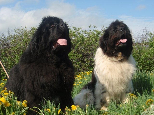 Фото: ньюфаундленд King of Helluland I'm Precious, ньюфаундленд Vesnushka na Shastie (Веснушка на Счастье)