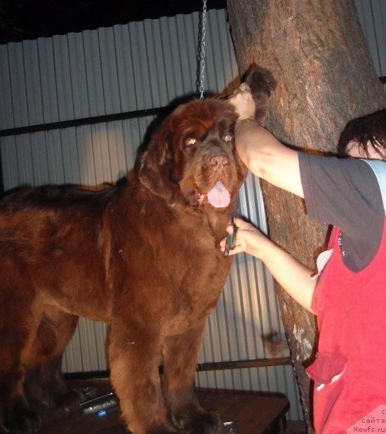 Фото: ньюфаундленд Arabella Statnaya Mulatka (Арабелла Статная Мулатка), Nataliya Snigireva (Наталия Снигирева)