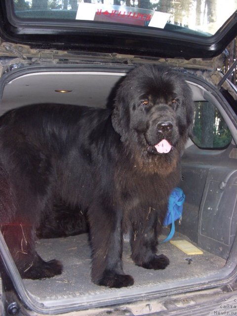 Фото: ньюфаундленд Bol'shaya Medvedica (Большая Медведица)