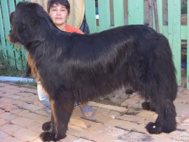 Фото: ньюфаундленд Bol'shaya Medvedica (Большая Медведица), Galiya Gizatullina (Галия Гизатуллина)
