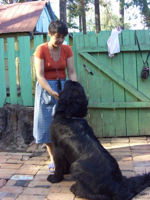 Фото: ньюфаундленд Bol'shaya Medvedica (Большая Медведица), Galiya Gizatullina (Галия Гизатуллина)