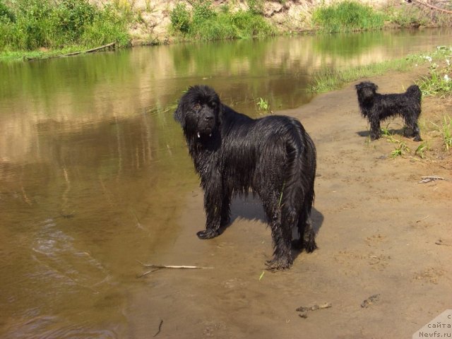 Фото: ньюфаундленд Bol'shaya Medvedica (Большая Медведица)