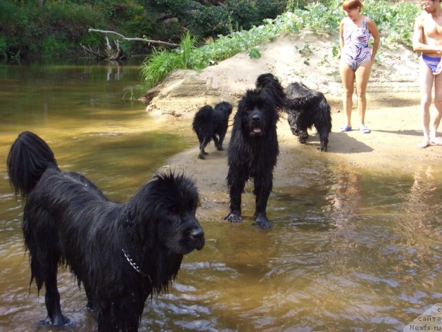 Фото: ньюфаундленд Baryishnya (Барышня)