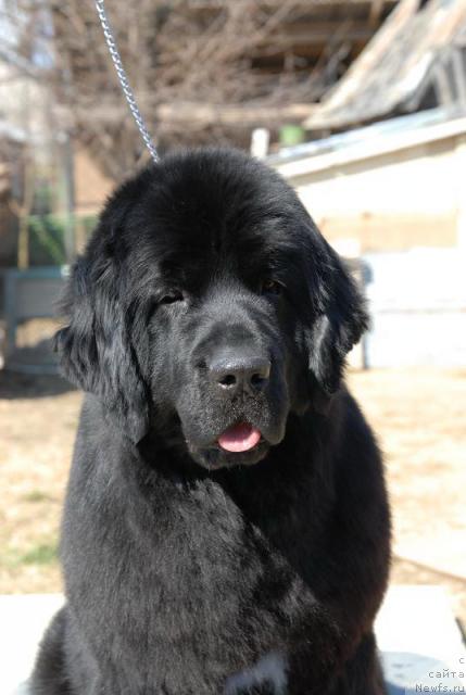 Фото: ньюфаундленд Lifeguard Nothing Else Matters Tender Ebony